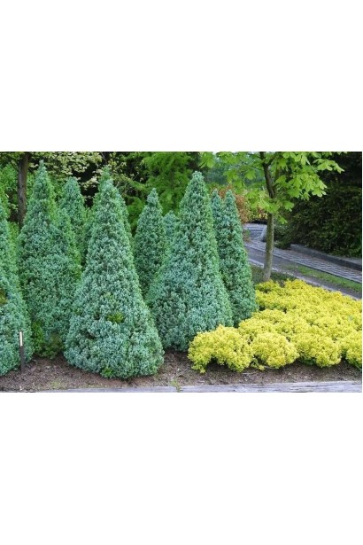 Ялина канадська Сандерс Блю